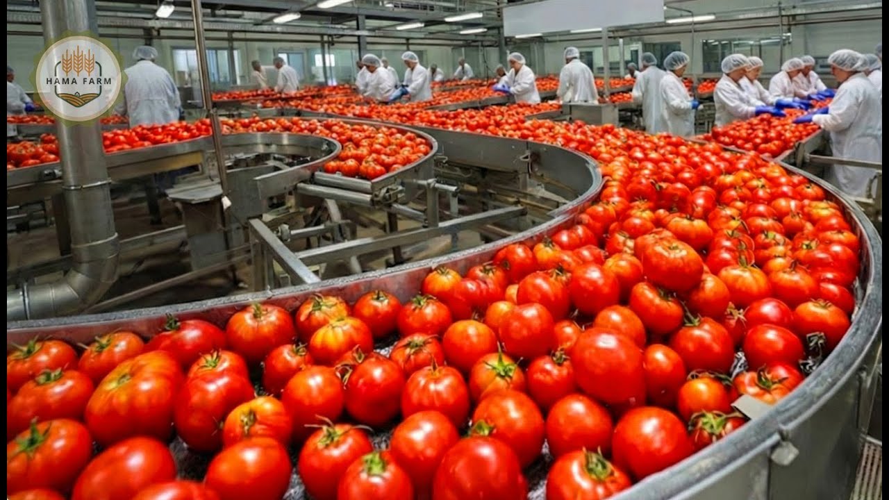 How Millions of Tomatoes Are Processed into Canned Tomatoes – Inside a Modern Factory