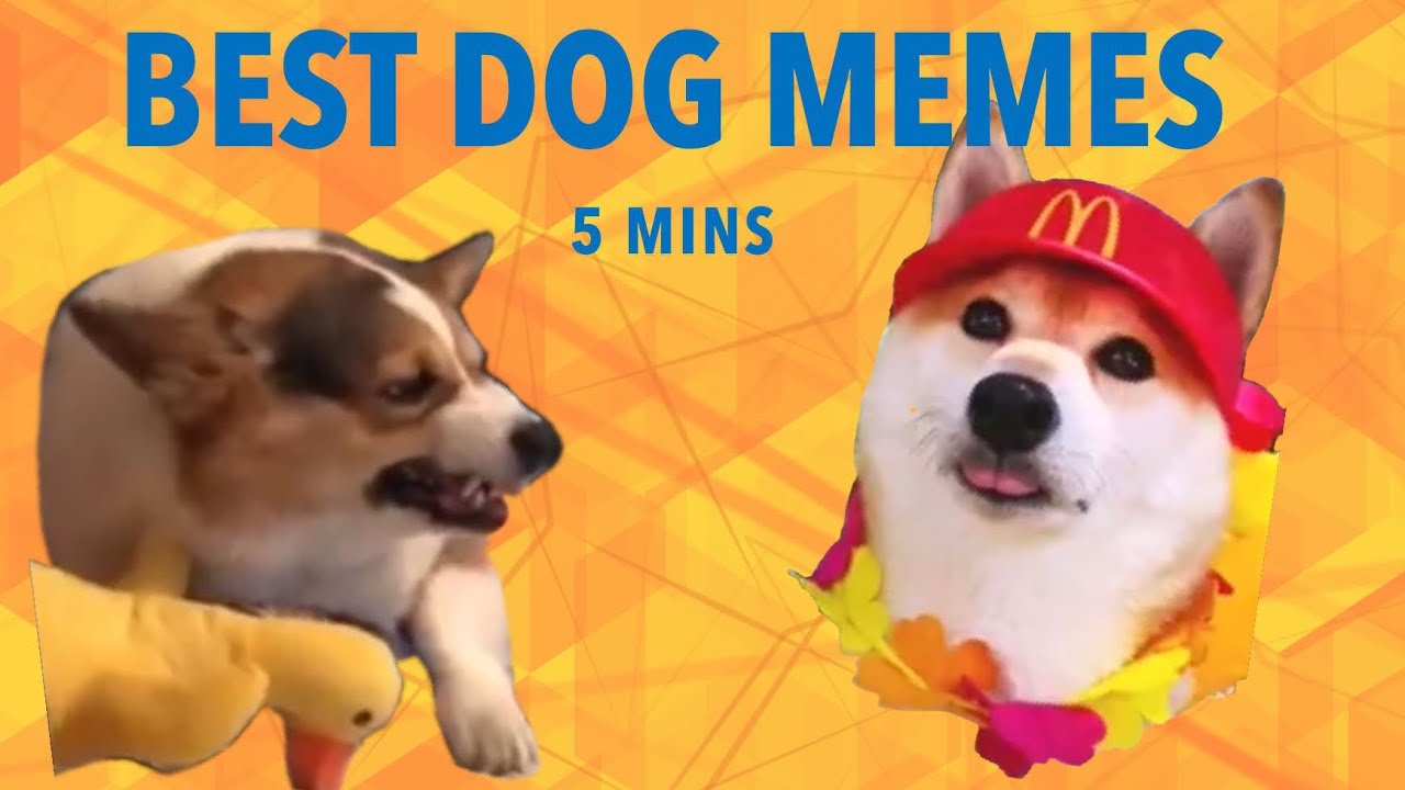 8 MINS OF DANK DOG MEMES