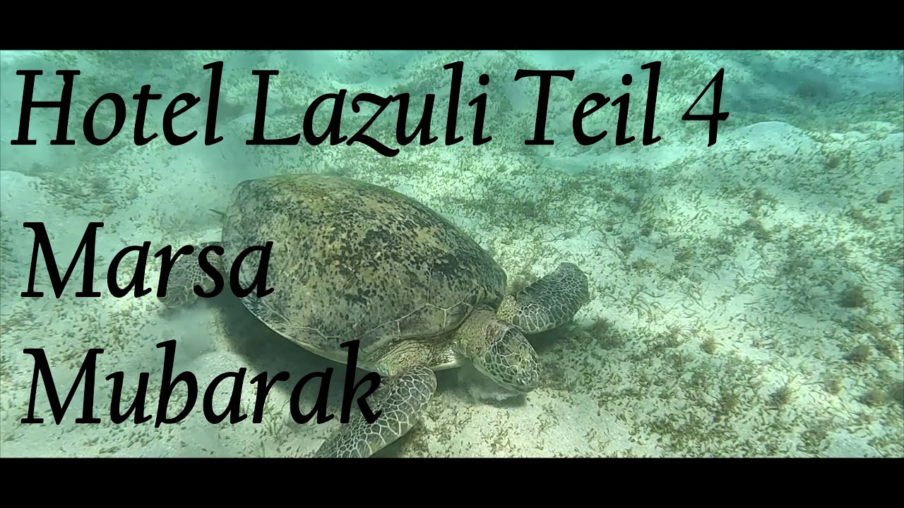 Hotel Lazuli Teil 4 2025 Ausflug nach Marsa Mubarak und Marsa El Shouna #schildkröten #seekuh