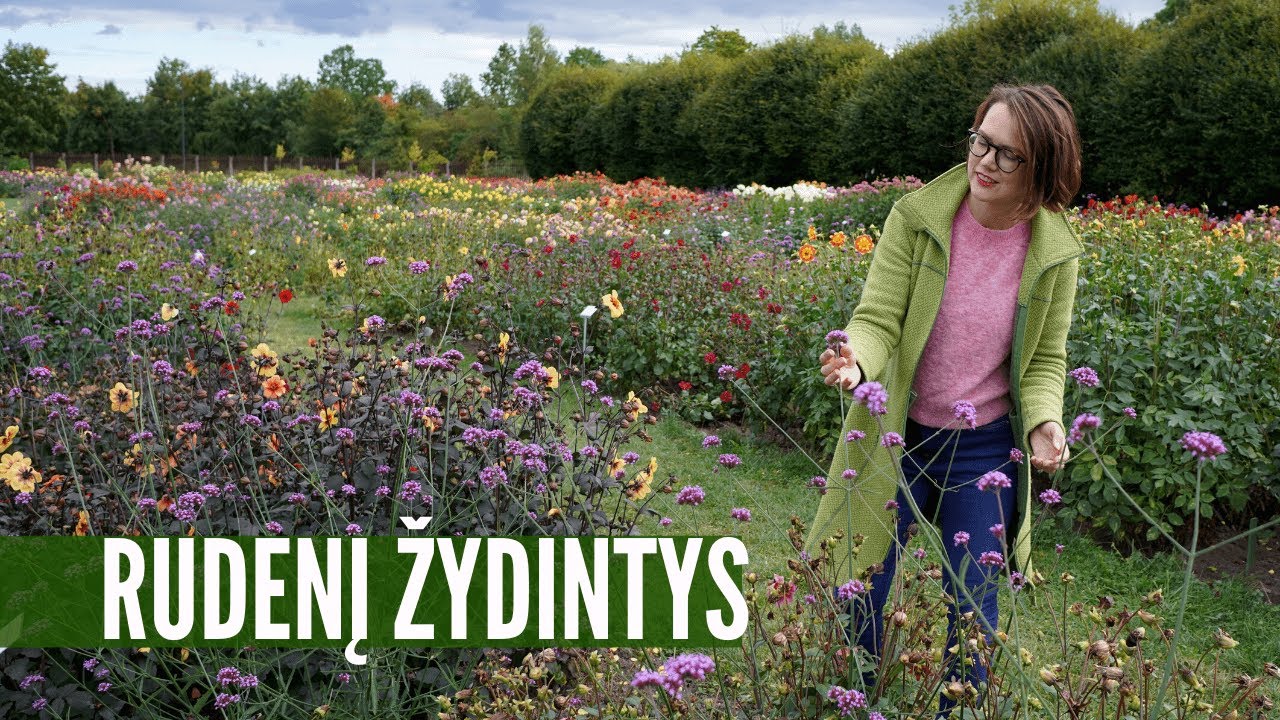 9 rudenį žydintys augalai: pasisemkite idėjų!