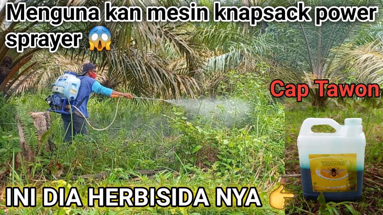 Nyemprot Rumput || Di Kebun sawit menguna kan Mesin knapsack power sprayer  wow..‼️