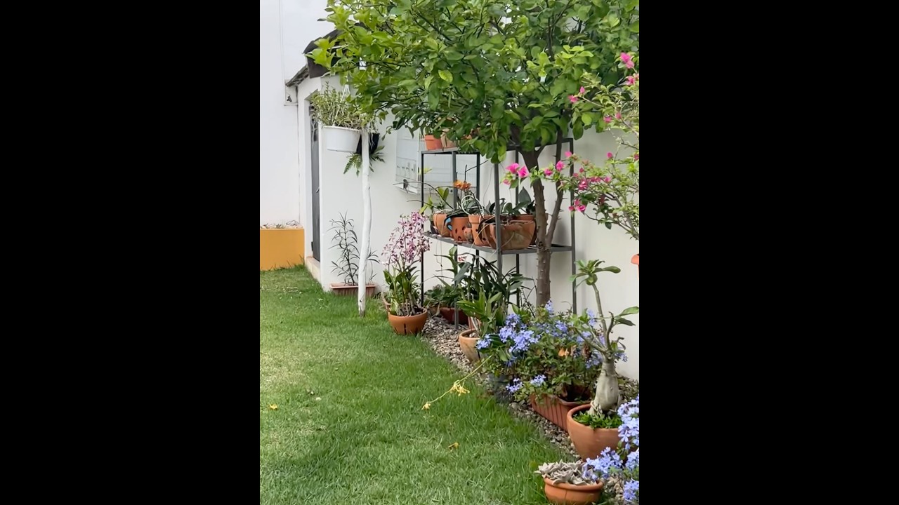 La diversidad de colores en las platas hace que tu patio se transforme en jard&iacute;n #jardin
