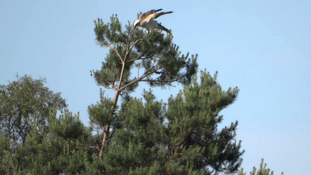 slangenarend sallandseheuvelrug in vlucht Henk Poorte