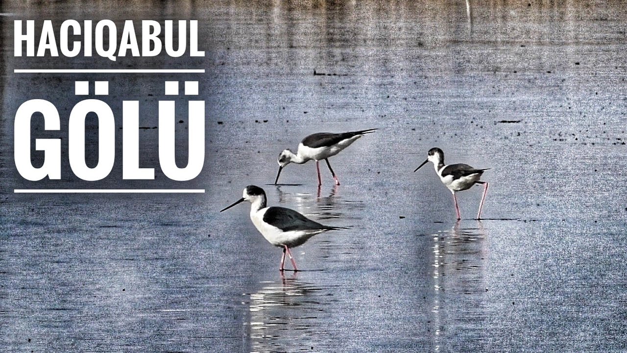 Hacıqabul gölü.Lake Hajiqabul