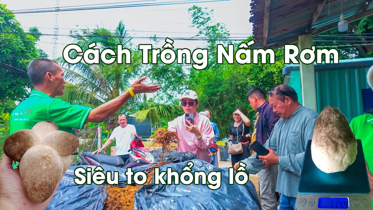 Cách trồng nấm rơm tại nhà ủ rơm vào meo giống nấm đúng cách P1