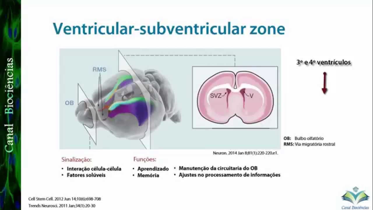 Overview: Neurogênese no Cérebro Adulto