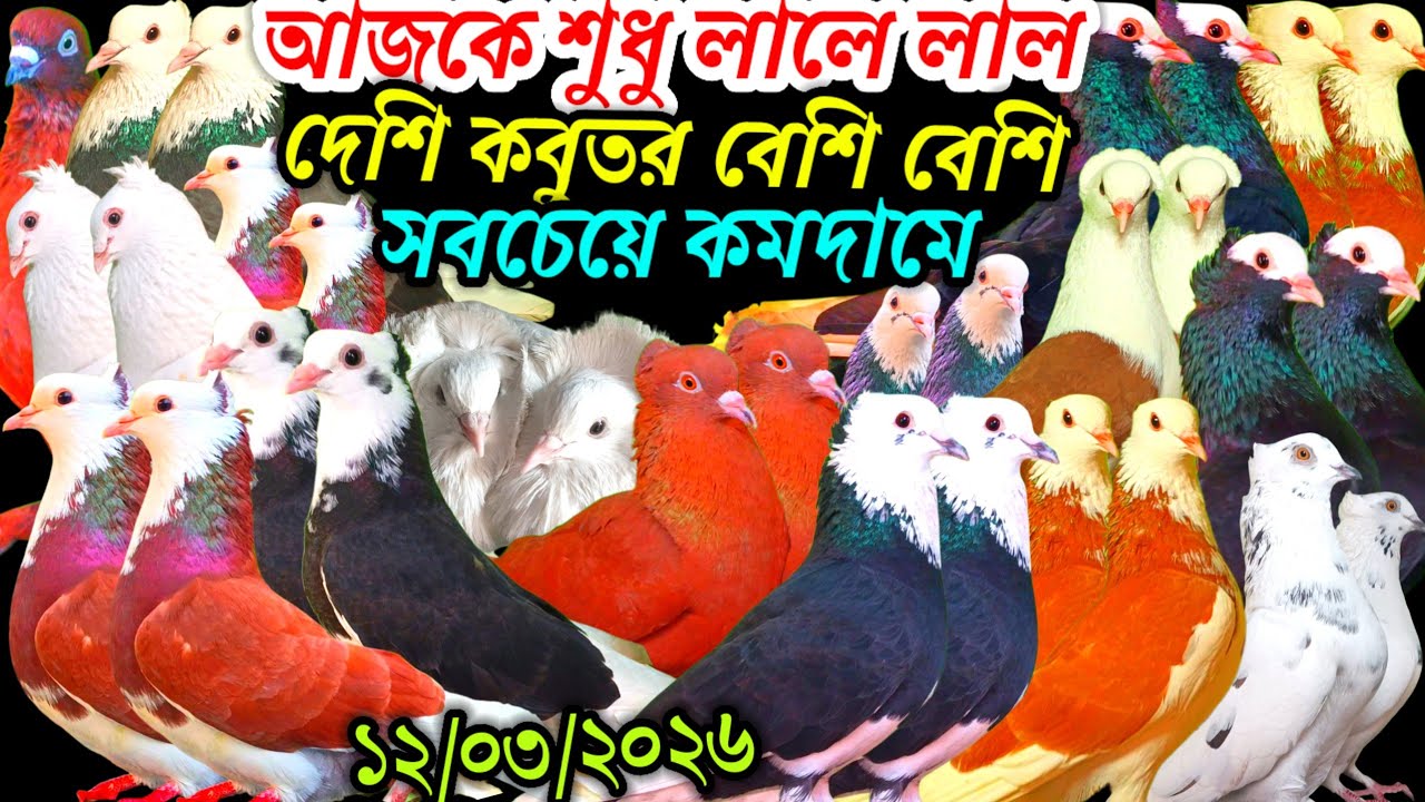 আজকে শুধু লালে লাল দেশি কবুতর বেশি বেশি ডিম বাচ্চা ১০০% সবচেয়ে কমদামে কবুতর ফেন্সি রেসার গোল্লা