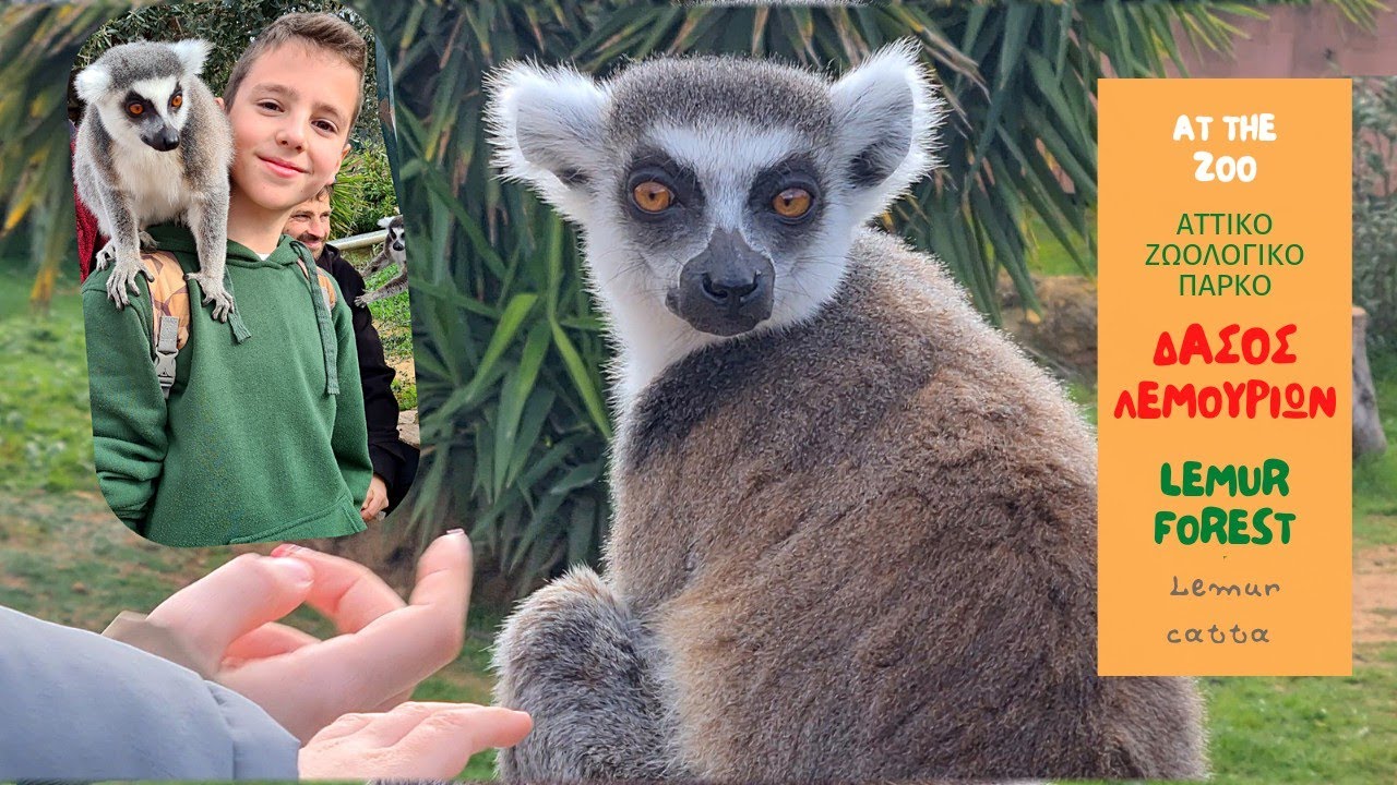 ΔΑΣΟΣ ΛΕΜΟΥΡΙΩΝ Αττικό Ζωολογικό Πάρκο / LEMUR FOREST Attica Zoological Park (4Κ) English subtitles