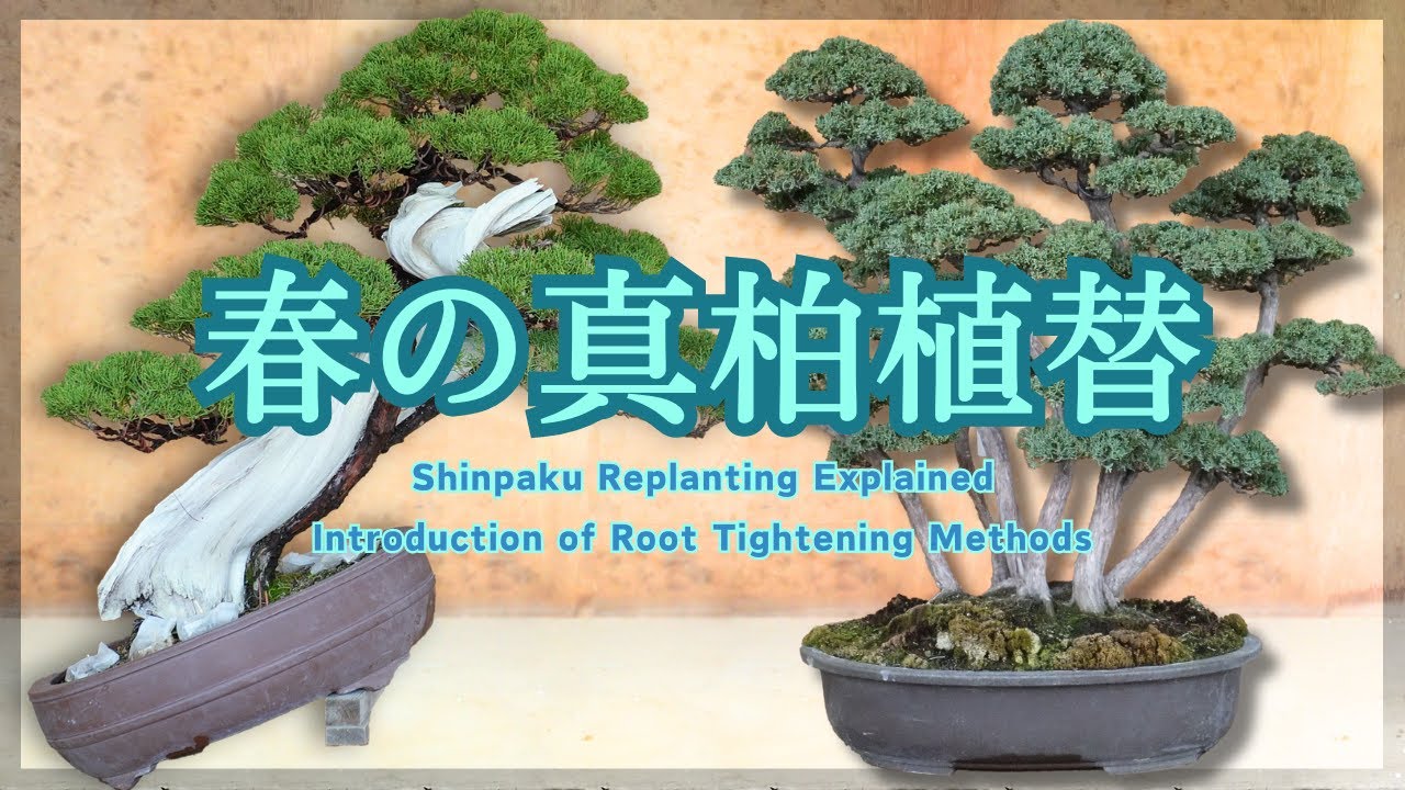 春の真柏植替え鉢合わせ解説～盆栽に応じて使い分けたい根捌き根締め方法～