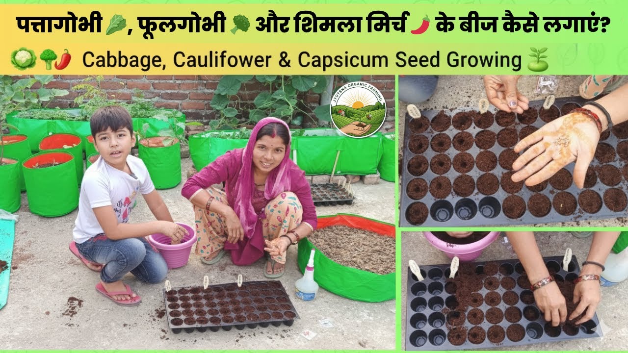 पत्तागोभी 🥬, फूलगोभी 🥦 और शिमला मिर्च 🌶️ के बीज कैसे लगाएं? | Grow Cabbage, Cauliflower & Capsicum 🌱