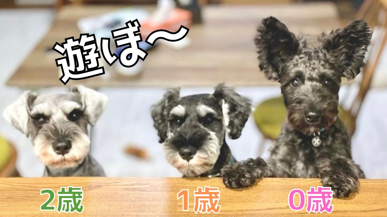 【ミニシュナ兄妹】3匹の成長に癒される毎日🐶／ながら見動画😃