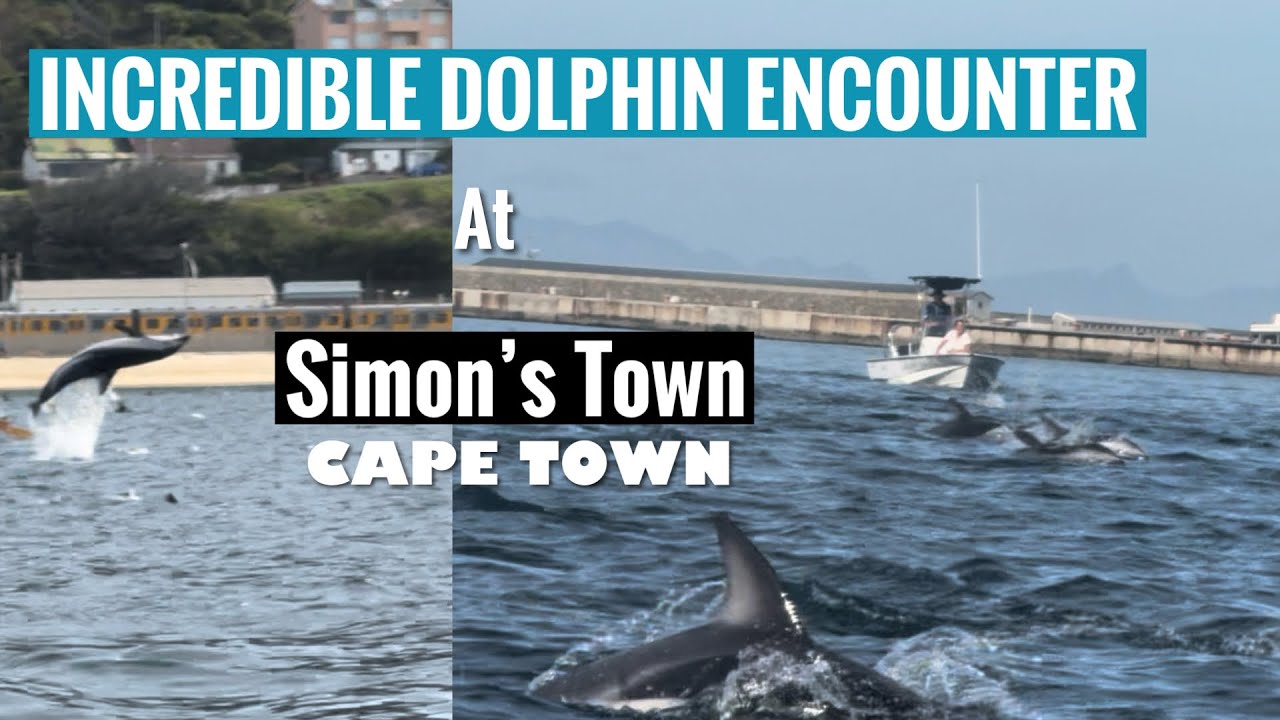 Incredible Dolphin Encounter At Simon’s Town - Cape Town