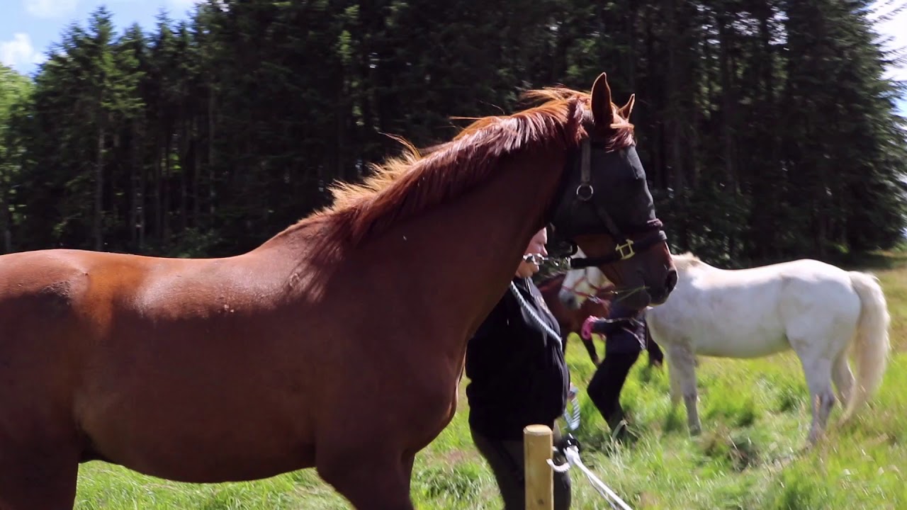 Horsmark Rideklub: f&oslash;rste gang i engen!