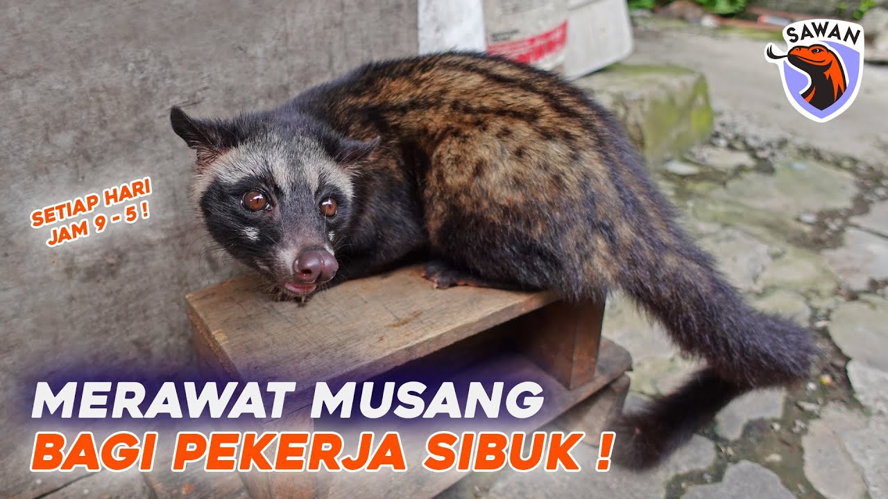 TIPS MERAWAT MUSANG BAGI PEKERJA / KARYAWAN YANG SIBUK ! 