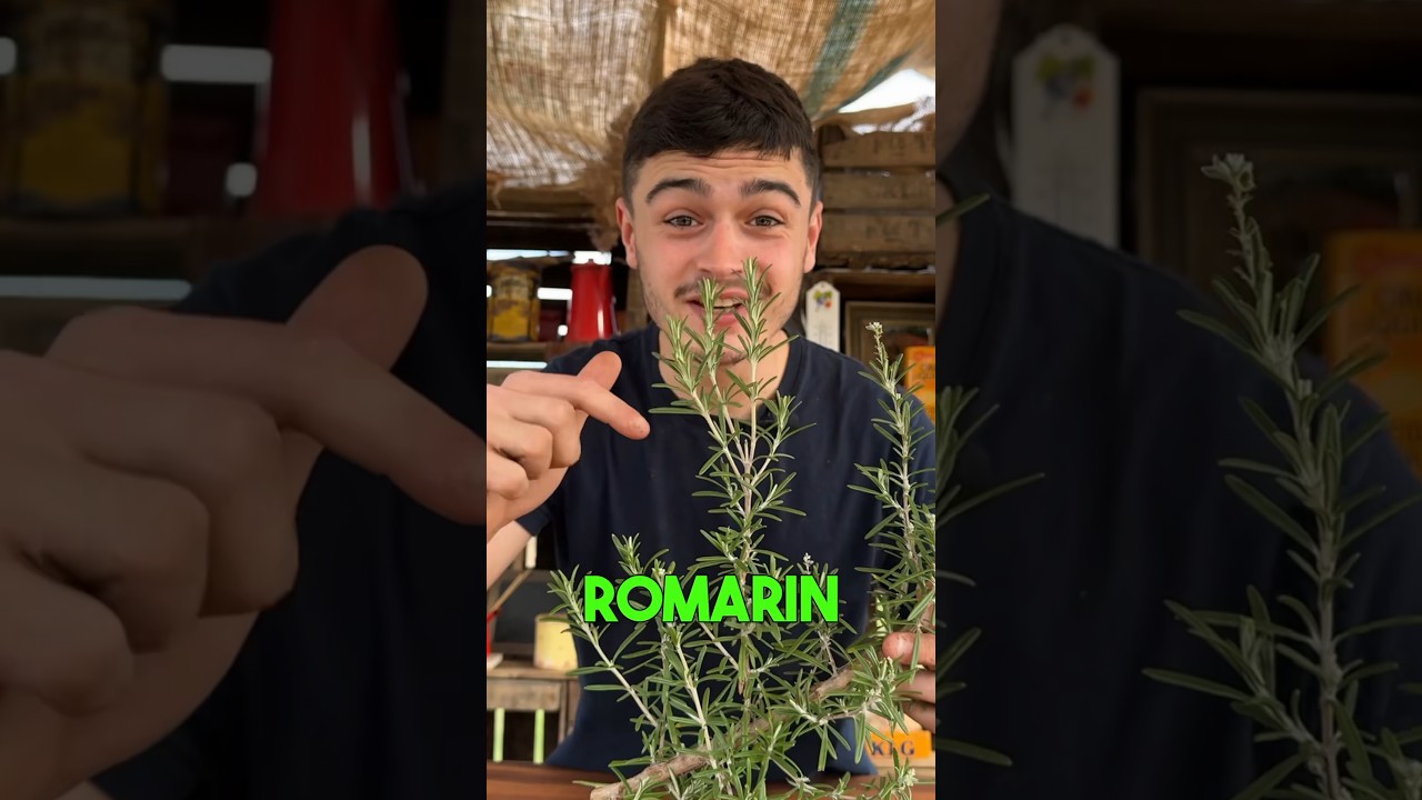 Multiplier ses plants de romarins 🌱 #romarin #permaculture #potager #jardinage