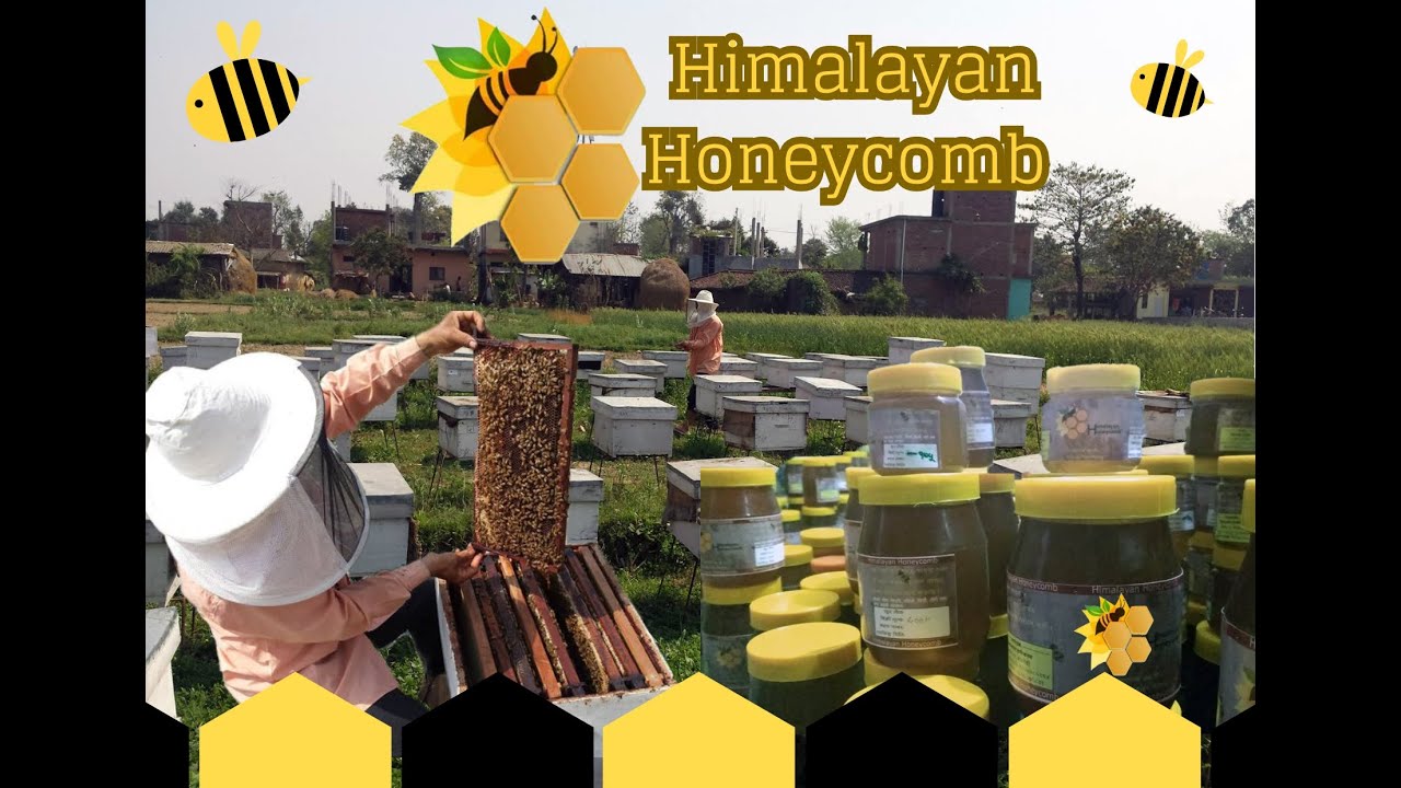 कञ्चन गाउपालिकाका सफल  मैरी पालक | Himalayan Honeycomb | Bee Farming in Rupandehi, Kanchan, Nepal