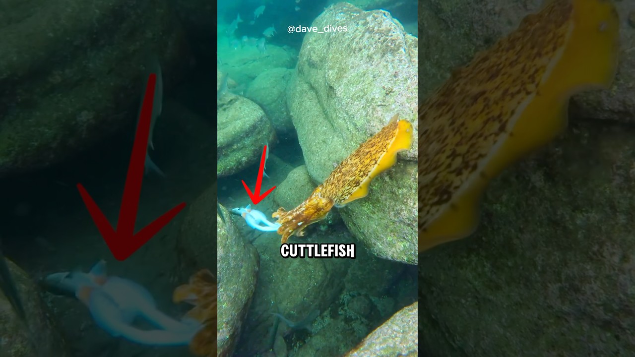 The Cuttlefish's Masterful Hunting Technique😱 #sealife #shorts