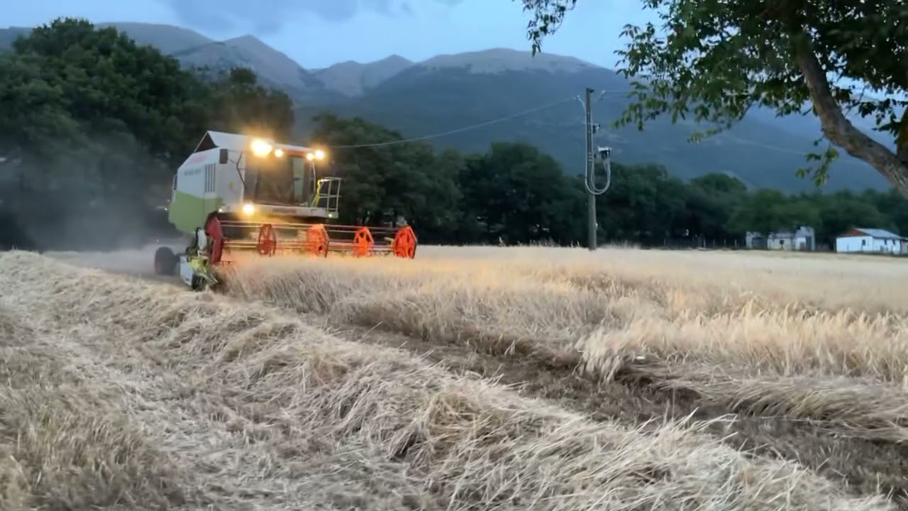 Trebbiatura Farro autunnale di cocco a Norcia. Azienda agraria Castelluccio di Di giovambattista