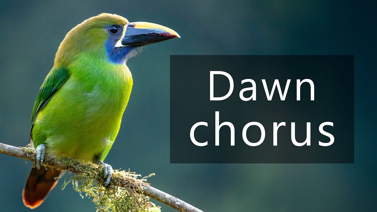 Soft dawn chorus in the rainforest