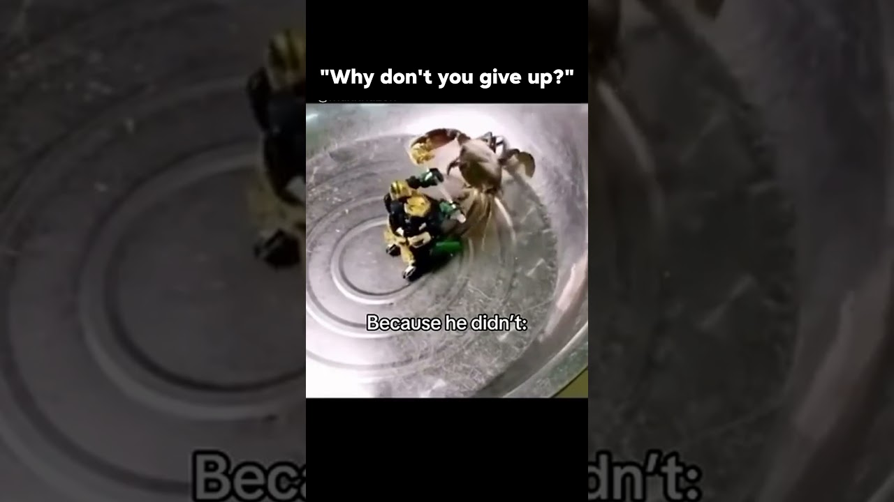 This crab can do it so can you