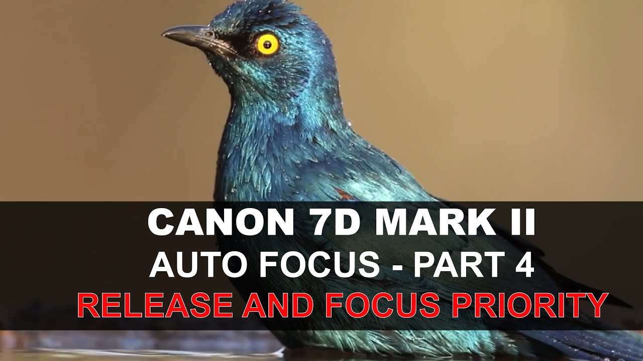 Автофокус Canon 7D Mark II — Часть 4/5: Приоритет спуска затвора и фокусировки