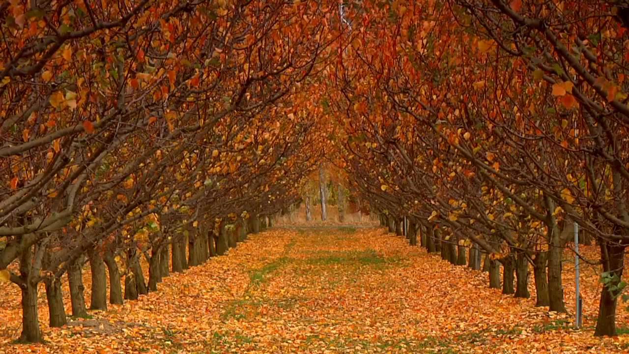Orchard in Autumn Leaves 3 HD