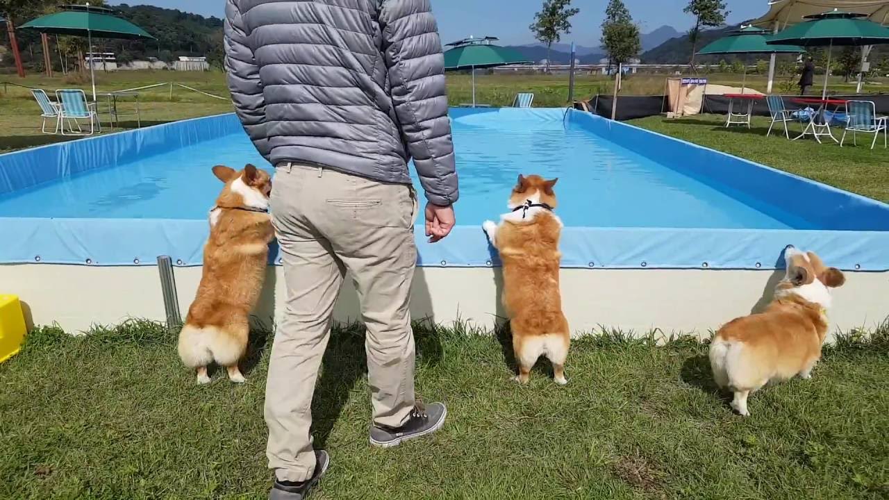 Happy weekend ( DOG ISLAND in Yeoju )