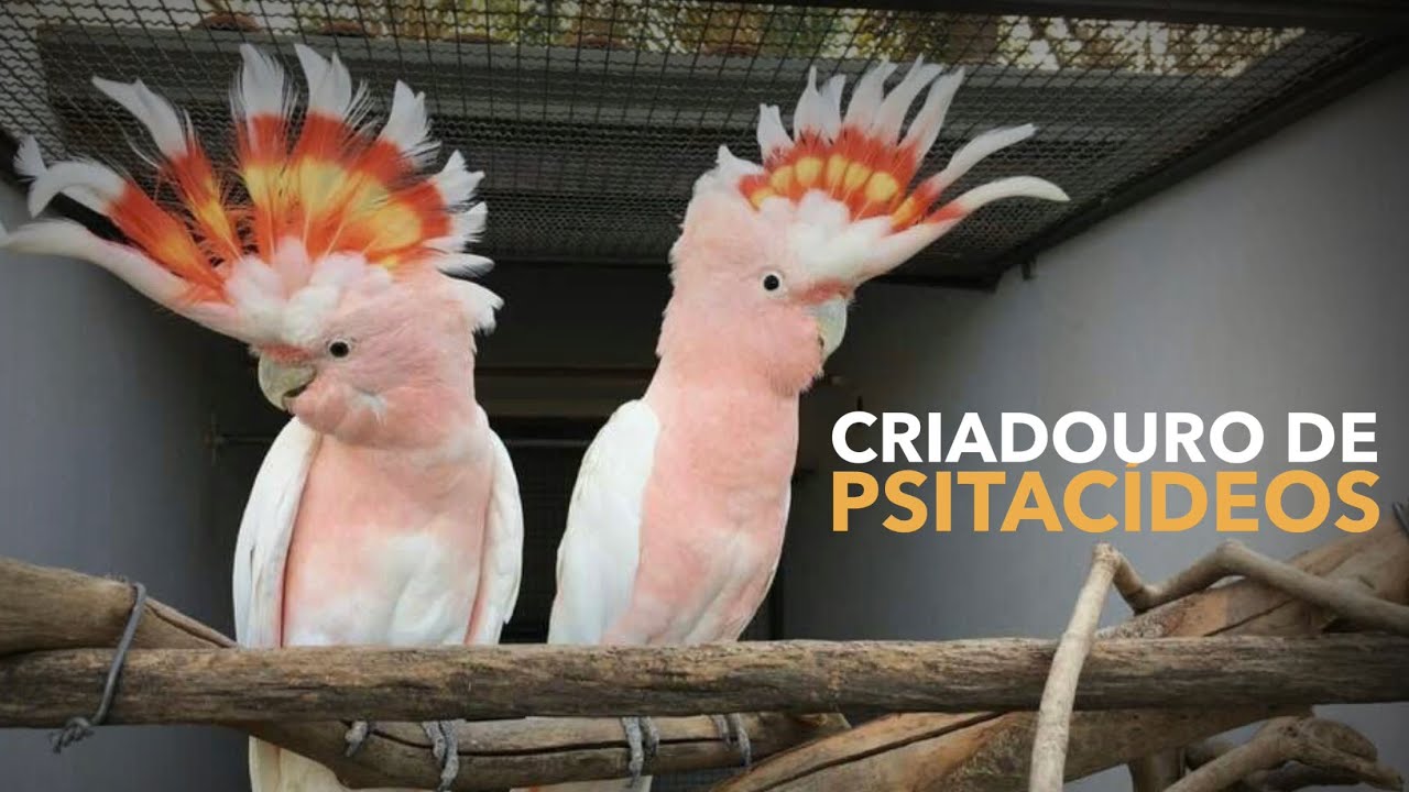 Um dos maiores criadouros de AVES EXÓTICAS do Brasil | #BIRDTV
