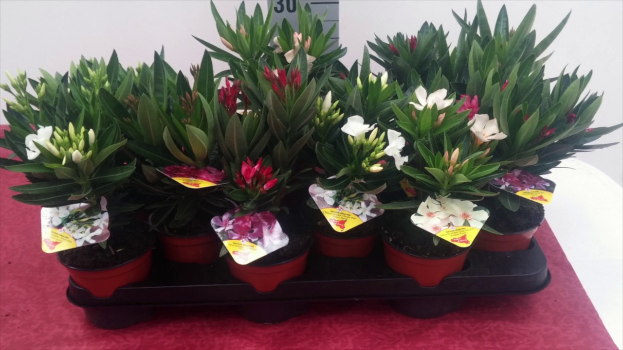 Nerium Oleander Made in Sicily