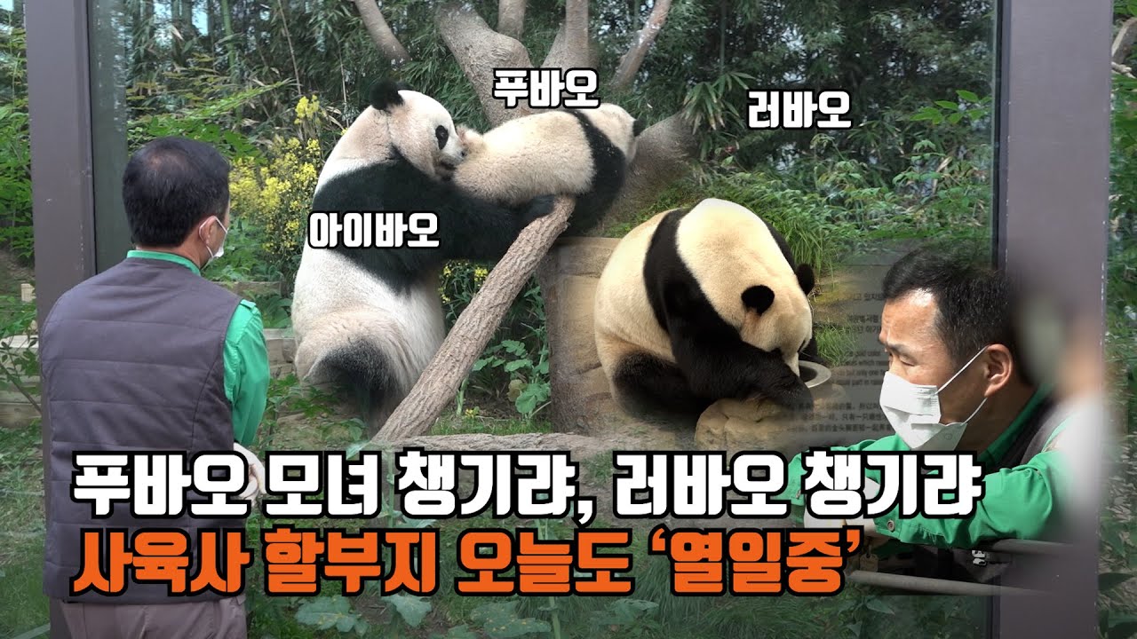 푸바오 가족 총출동!…사육사 할부지 오늘도 '열일중' (Baby Panda 'FuBao')