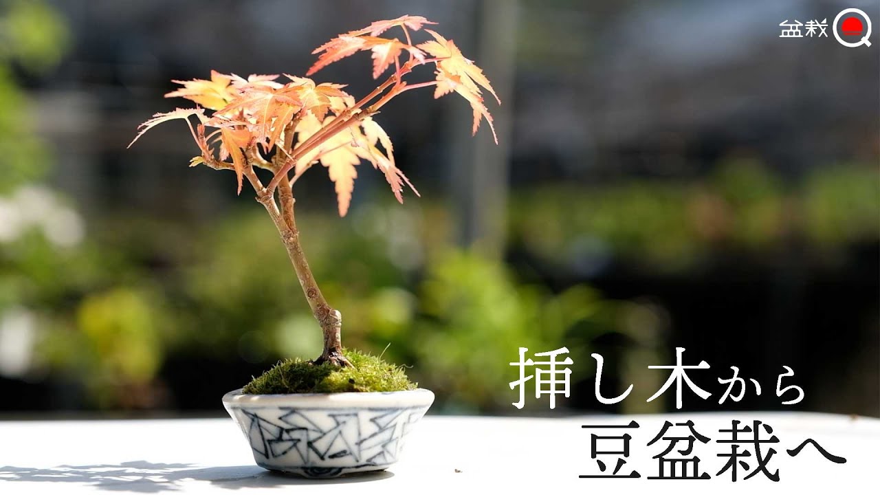 【モミジ】茜の挿し木の鉢上げ→豆盆栽へ！【盆栽Q】