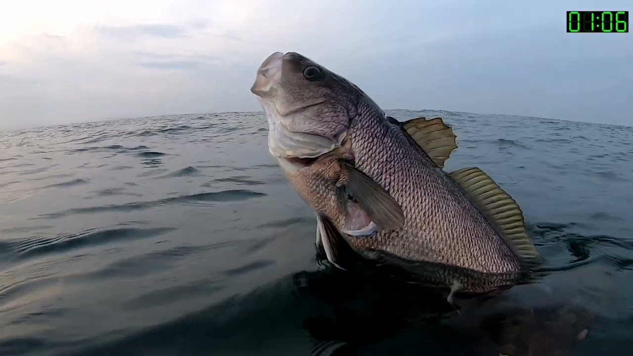 zıpkınla balık avı ve mükemmel tarif spearfishing best recipe