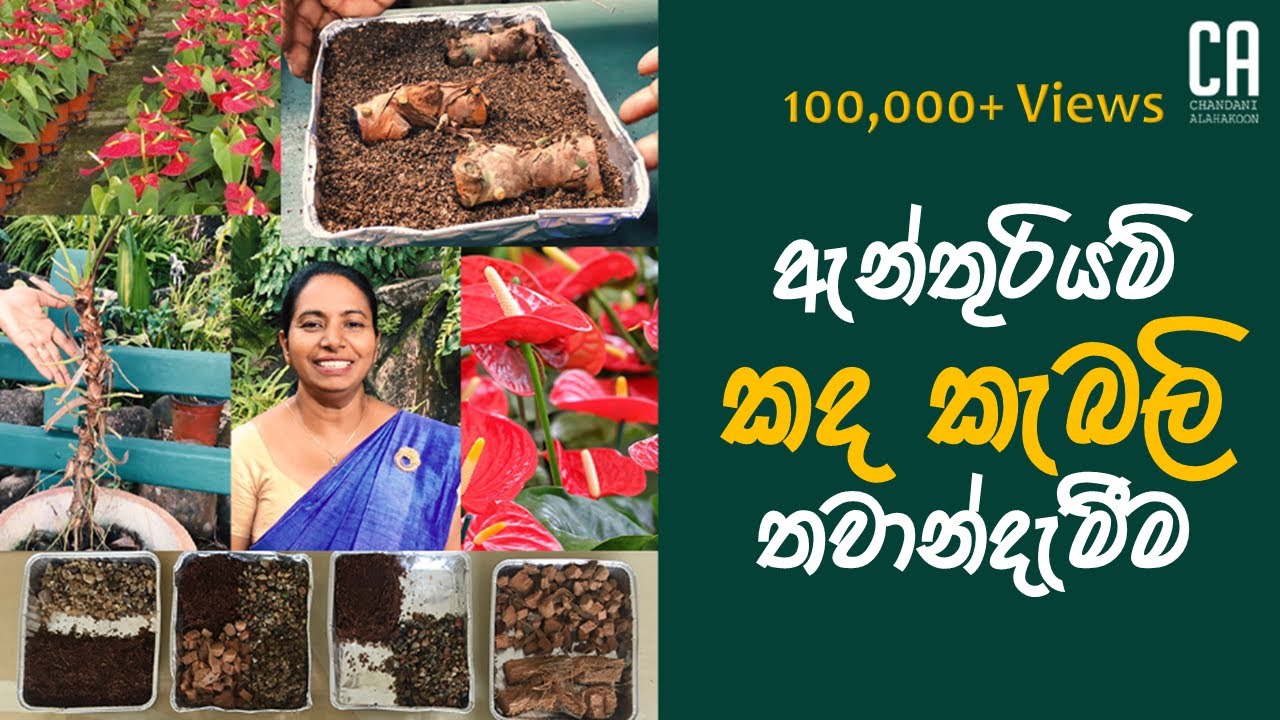 ඇන්තුරියම් කද කැබලි තවාන් දැමීම | Anthurium stem nursery planting