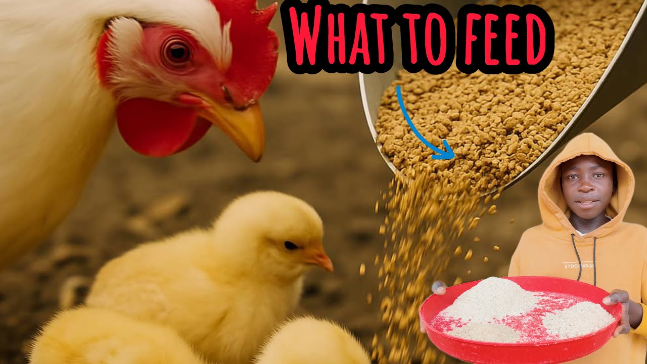 What To Feed Your Local Chicken From Day 1 To  Their Very First Egg