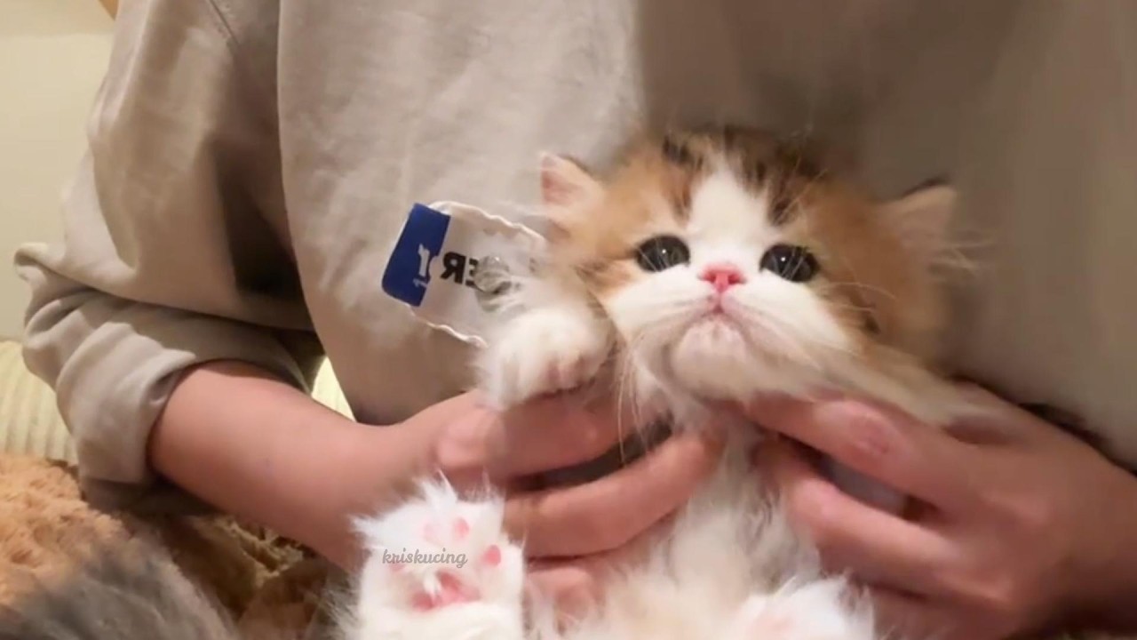 A Little Life of Innocence