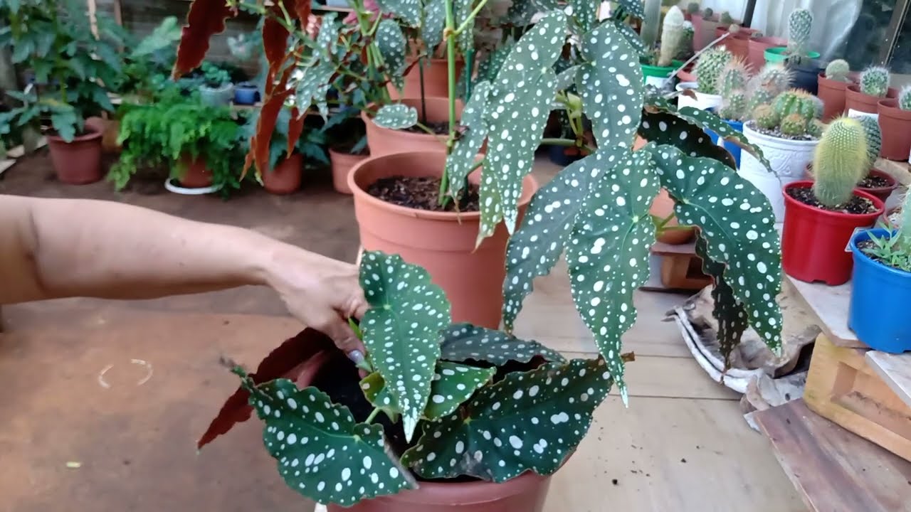 BEGONIA  MACULATA E O SUBSTRATO, COMO MULTIPLICAR