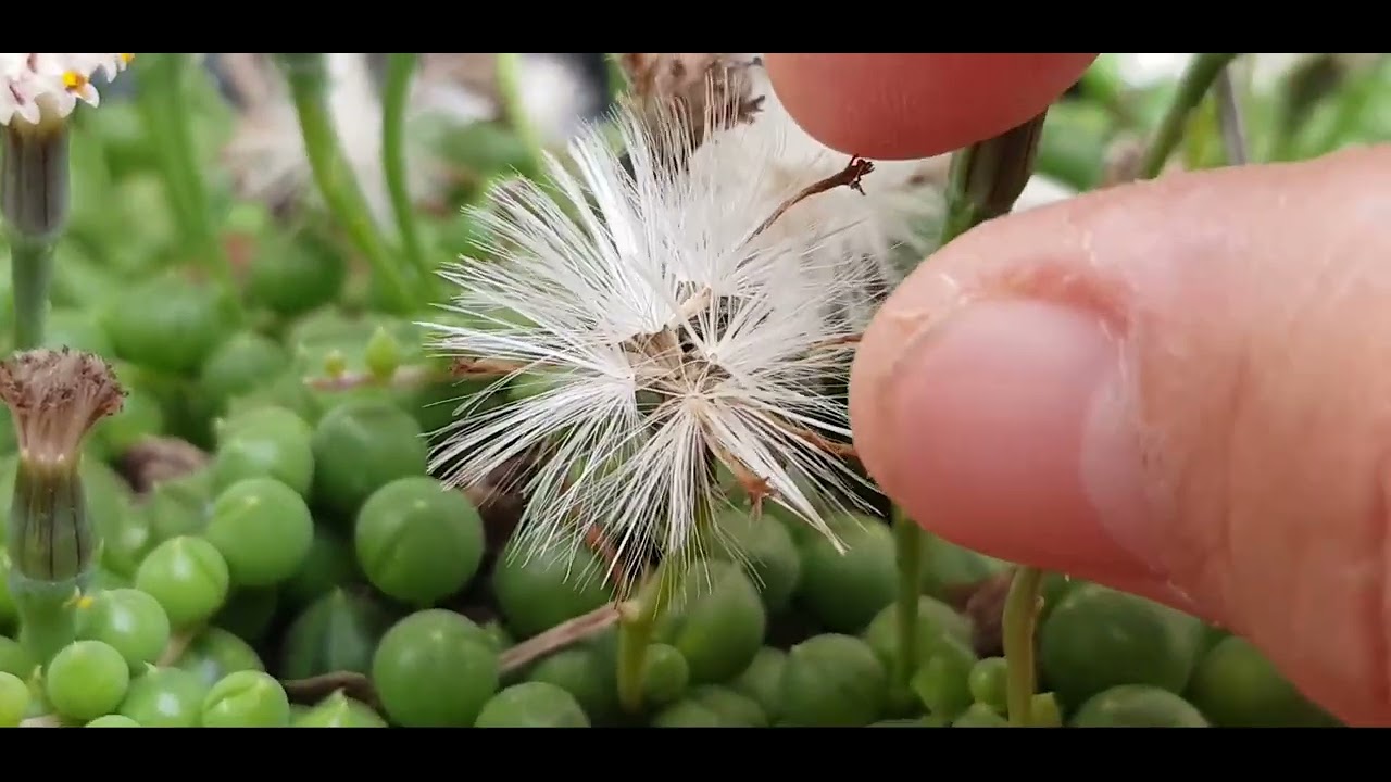 Senecio Rowleyanus, Rosario, Recolección De Semillas, Senecio Rowleyanus, Rosario, Seed Collection