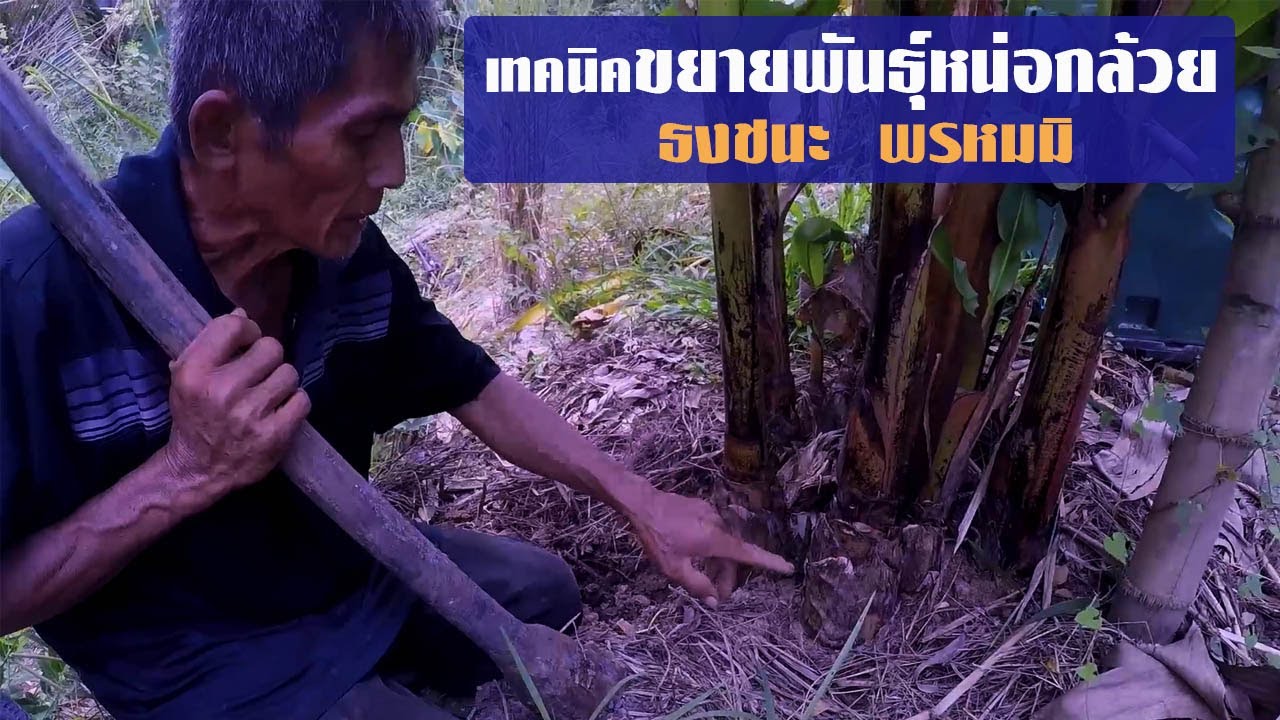 วิธีขยายพันธุ์กล้วยแบบแยกหน่อ โดยธงชนะ พรหมมิ