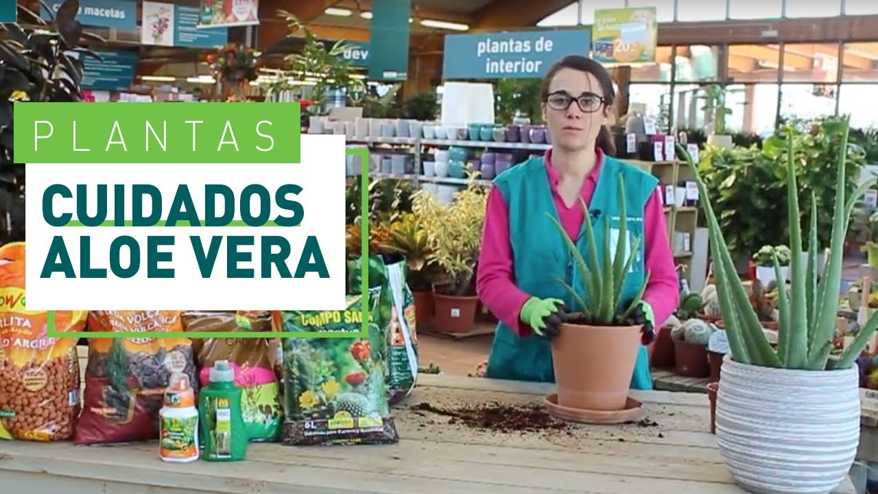 Aloe Vera: cómo trasplantar y cuidados | Plantas suculentas en VERDECORA
