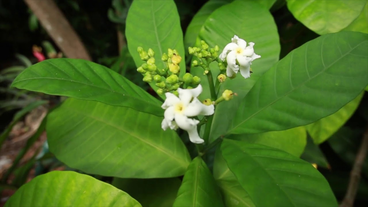 The History of Fairchild Tropical Botanic Garden (Abridged)