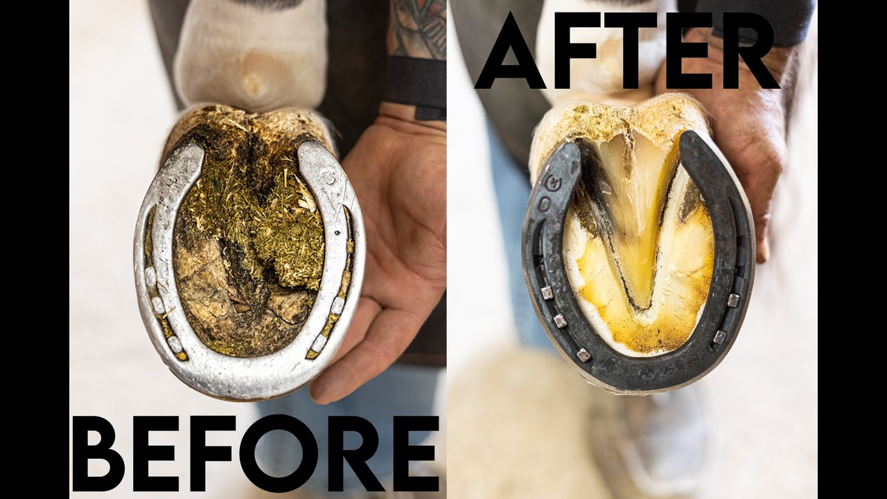 4K ASMR Farrier Restoration | Satisfying Horse Hoof Cleaning and Hoof Care