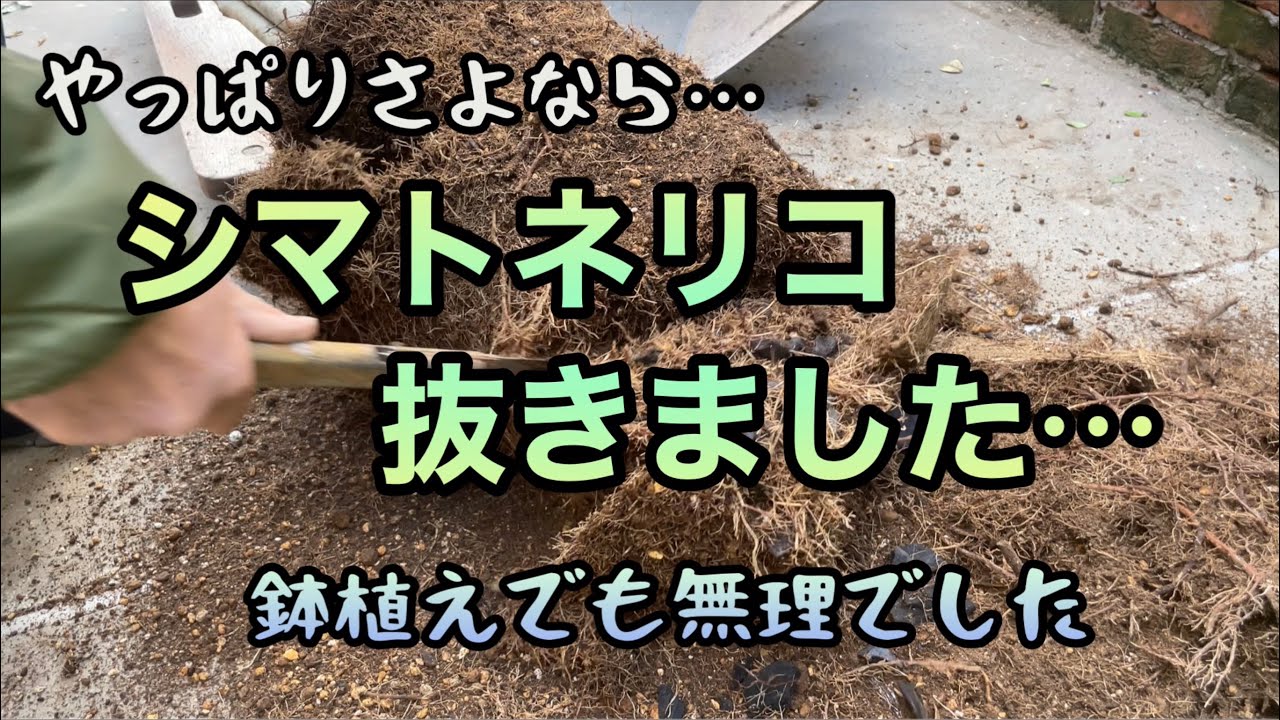 【シマトネリコ・2本抜きました】花壇と鉢植えのシマトネリコを2本とも抜きました。コンクリートの上に作り直した花壇と、新しく植えた木。