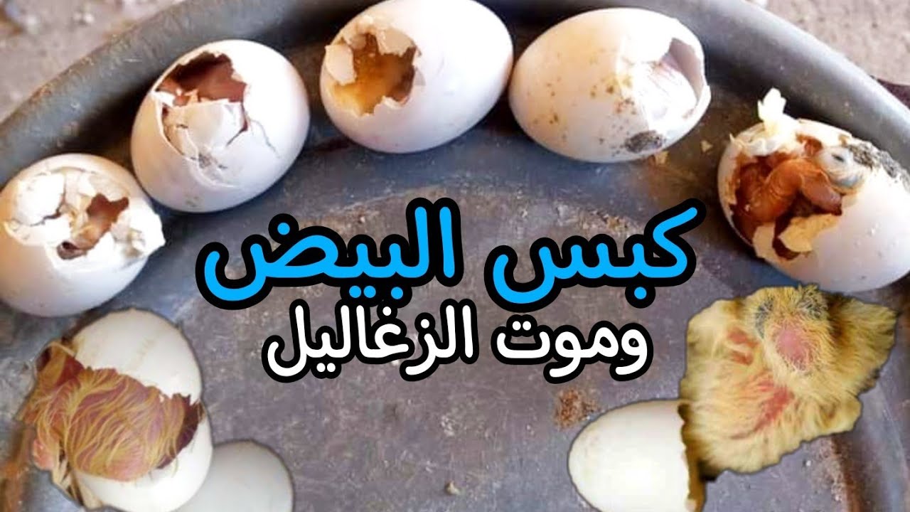 كبس بيض الحمام وموت الزغاليل قبل الفقس | الاسباب والعلاج من ابو مريم التونسي