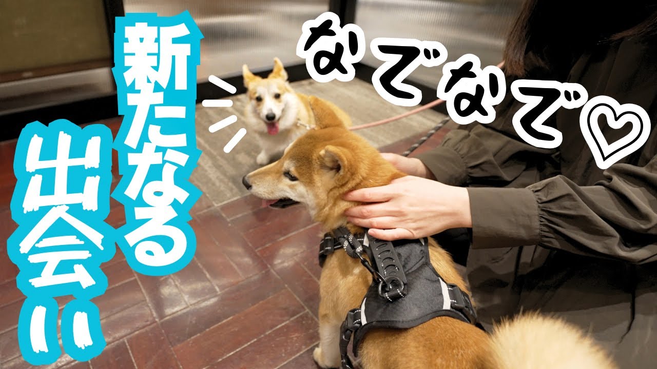 愛犬の意外な一面を見てしまいました。いよいよ愛知→東京に帰ります！【コーギー犬】