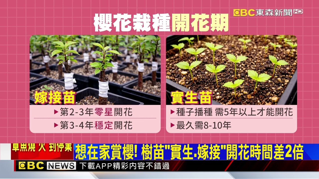 獨家》想在家賞櫻！ 樹苗「實生、嫁接」開花時間差2倍@newsebc