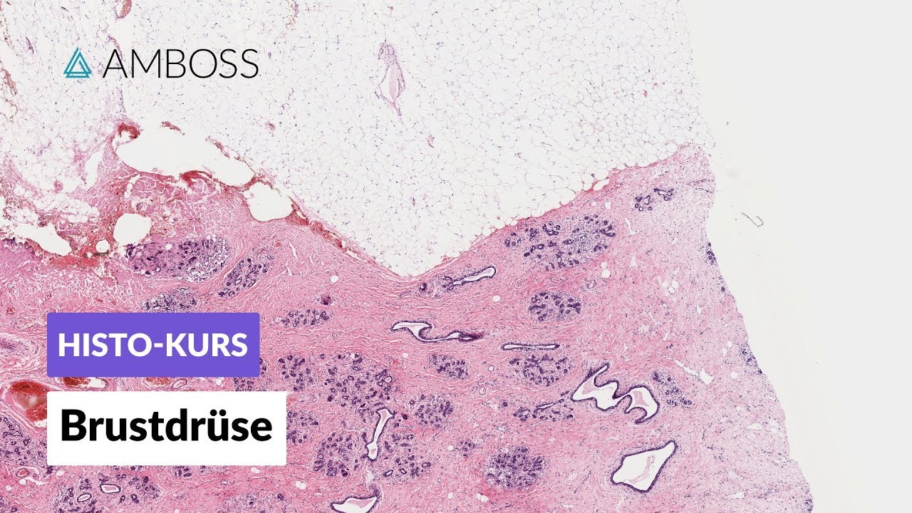 Histologie Brustdrüse -- Mikroskopische Anatomie -- AMBOSS Video