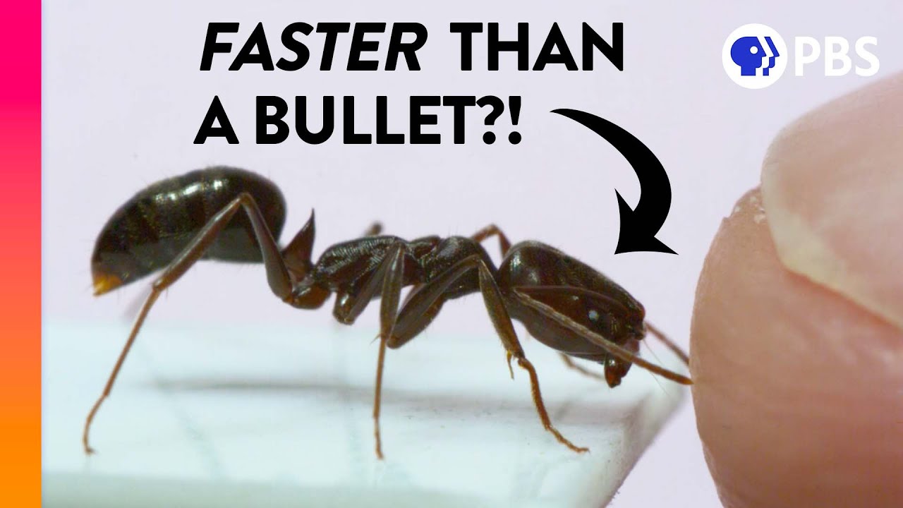 The Fastest Animals Are Way Faster Than You Think