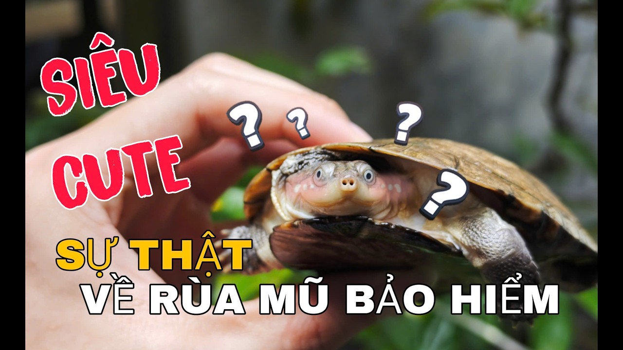 Sự Thật Về RÙA MŨ BẢO HIỂM Siêu CuTe