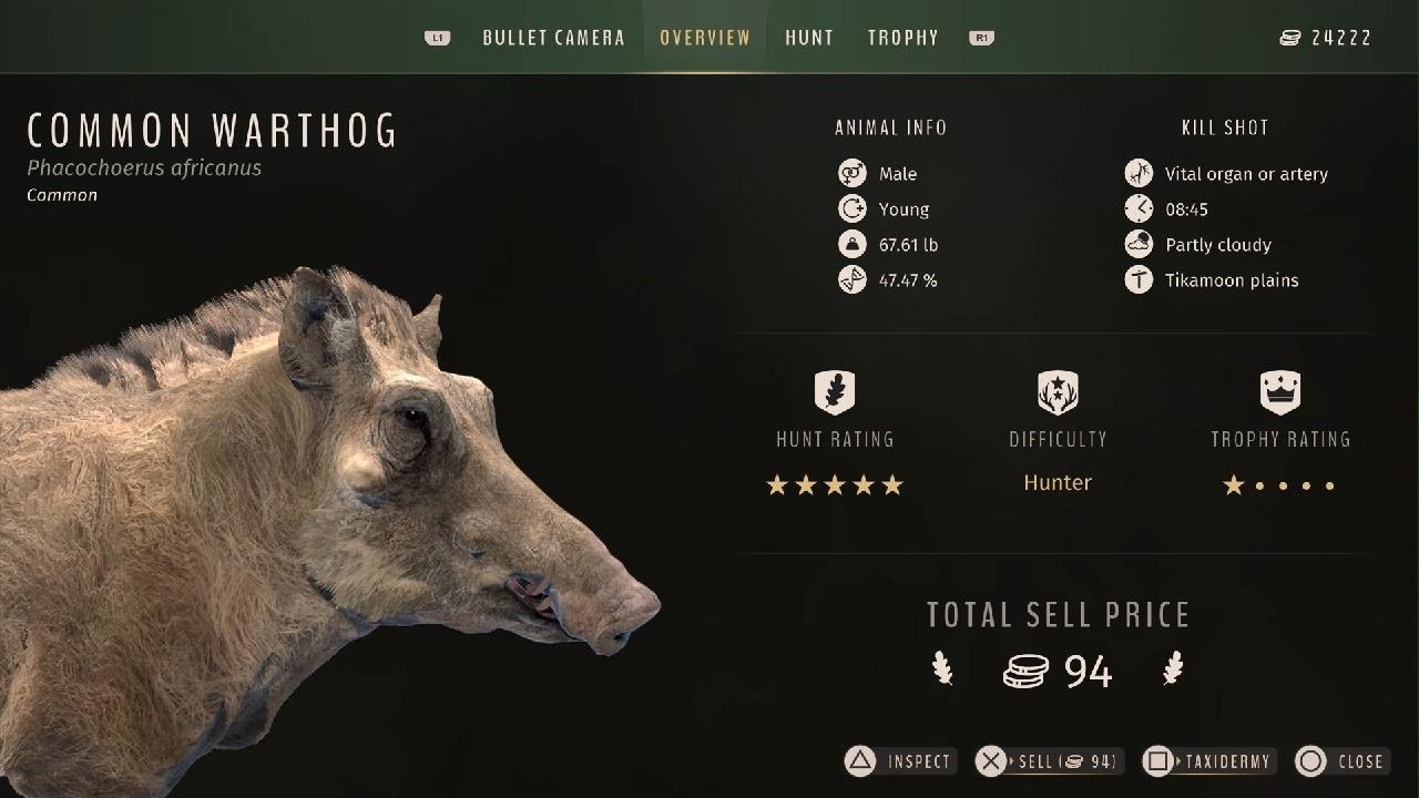 🇿🇦 warthog hunt with 375 H&H magnum 300 grain soft point  bullets