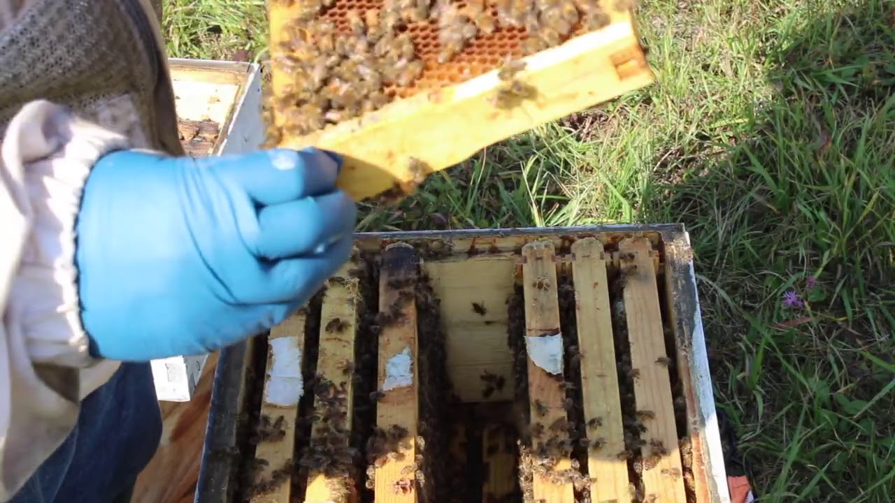 Instructional Video 18: Late season prep of large colonies